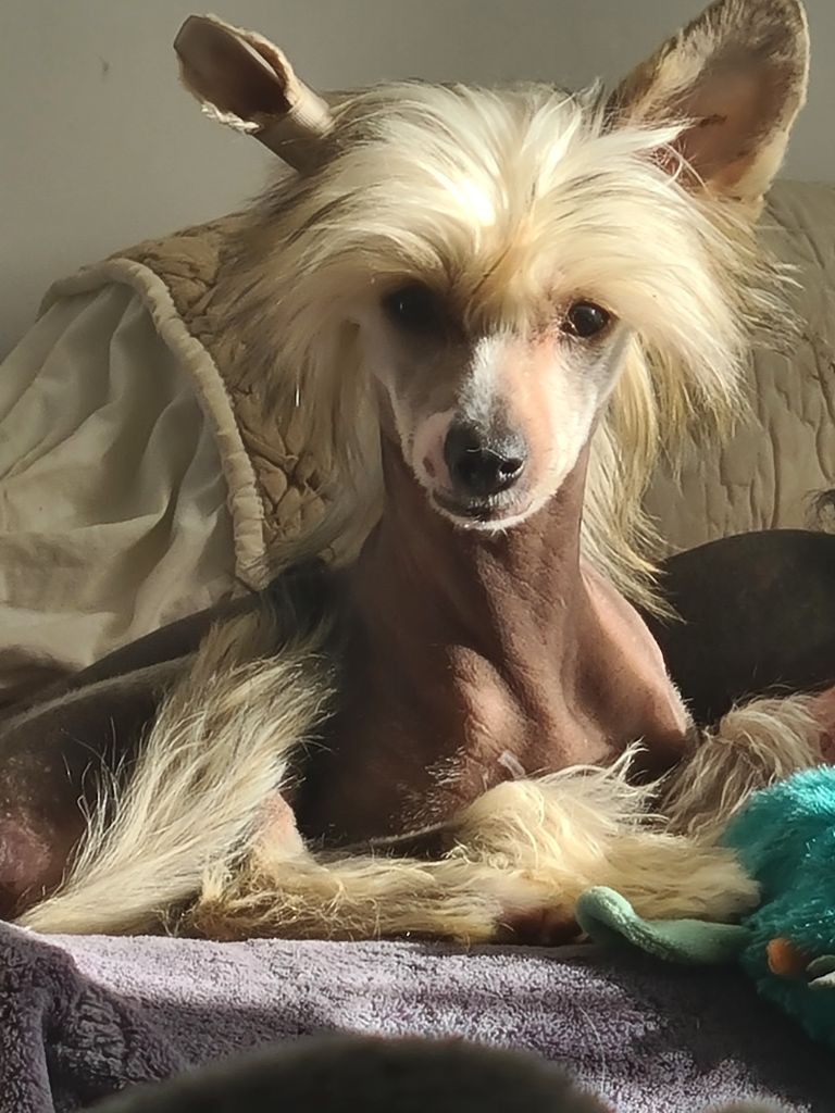 Little Dog Of Dream Vanika