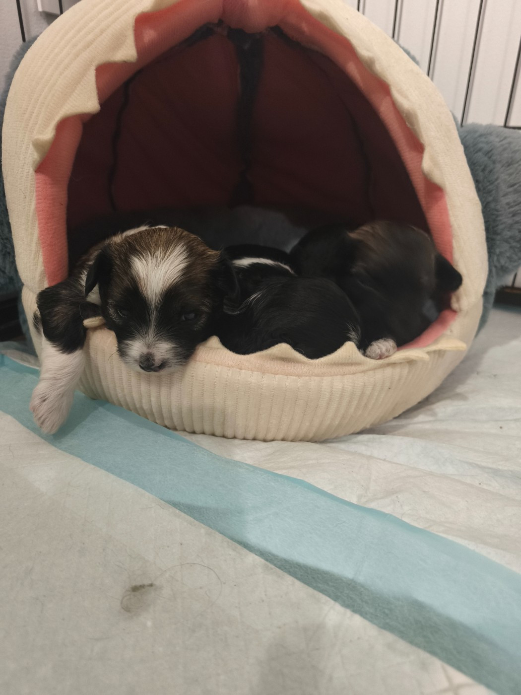 Portée de Plum et Ugrenn