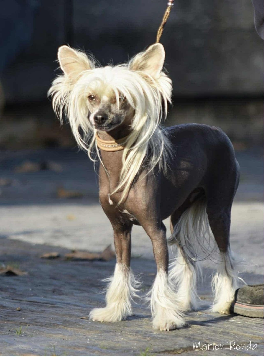 Jeune championne des expos !!!