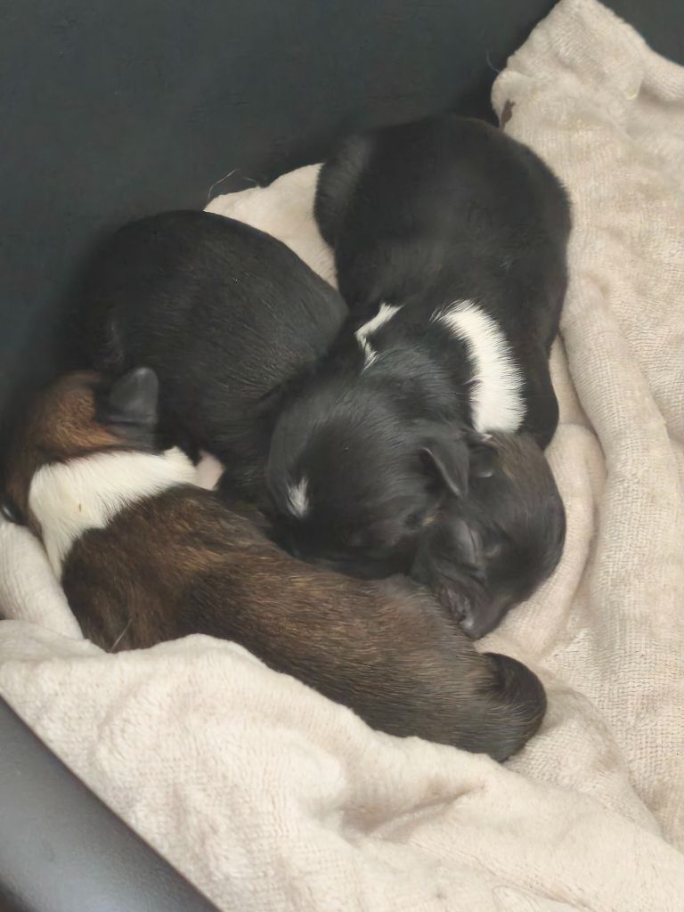 Les bébés nouveaux sont arrivés!!!