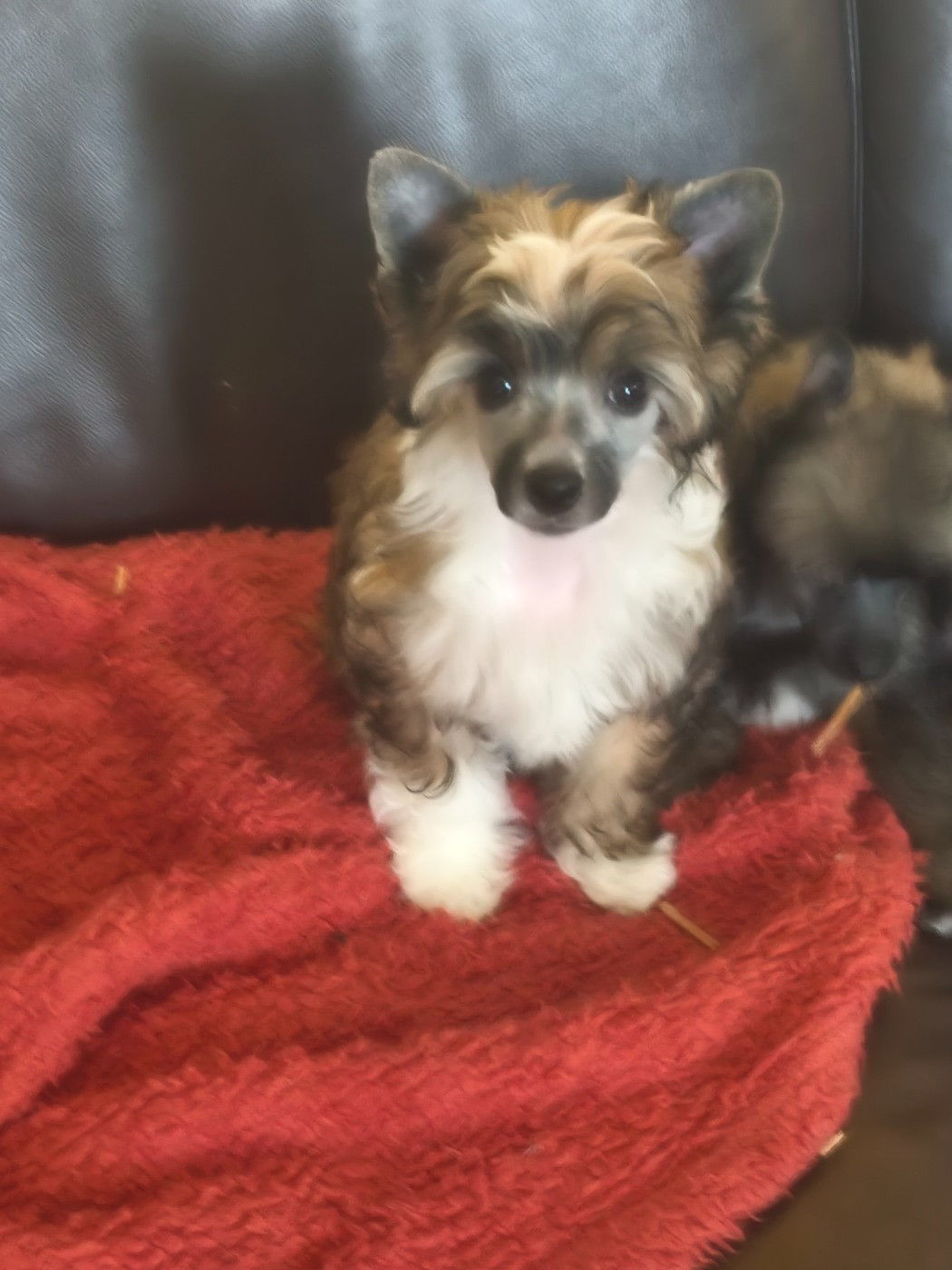 ARMANI DU CHÂTEAU BATAILLE