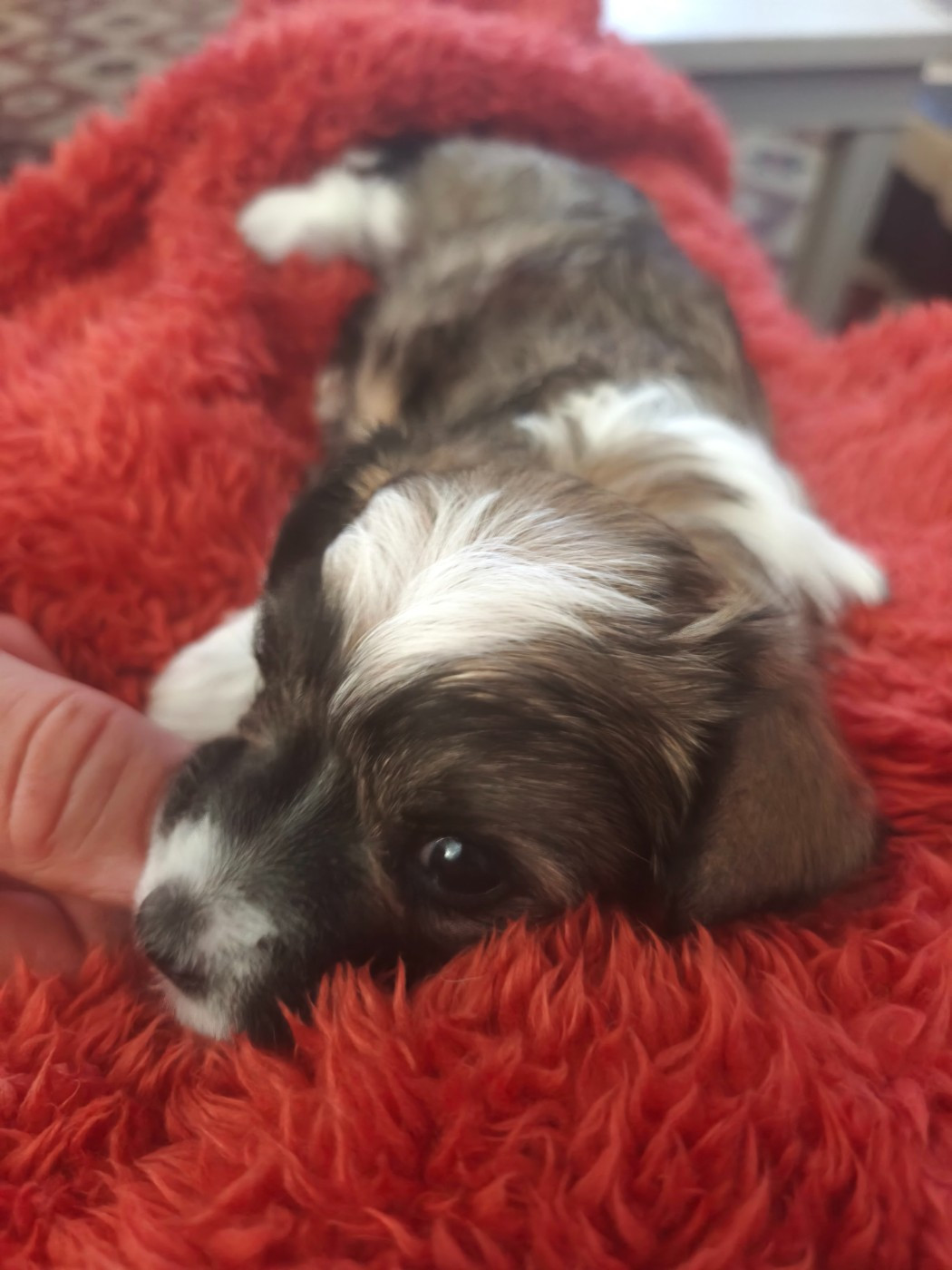 ARMANI DU CHÂTEAU BATAILLE