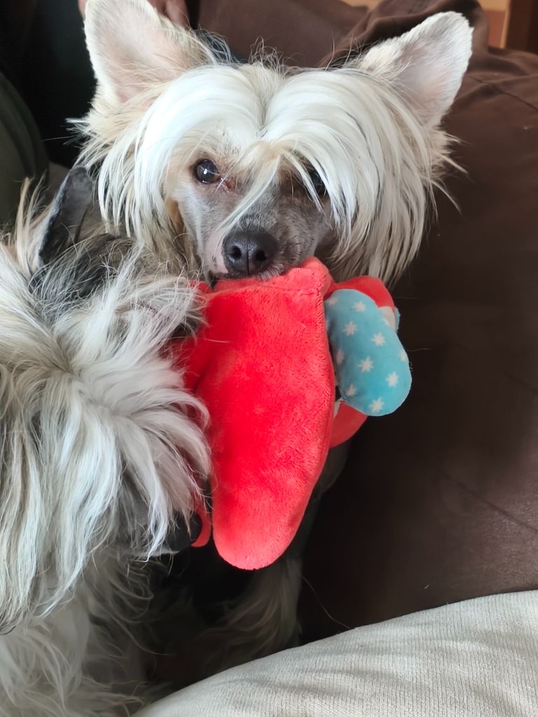LITTLE DOG OF DREAM VANIKA