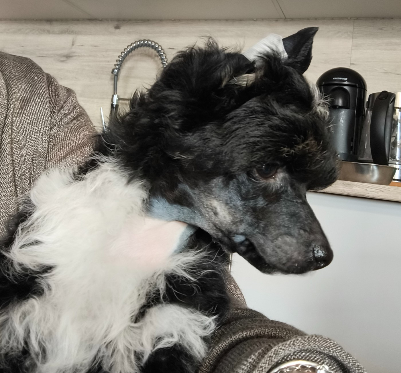 Du Chateau Bataille - Chiots disponibles - Chien chinois à crête