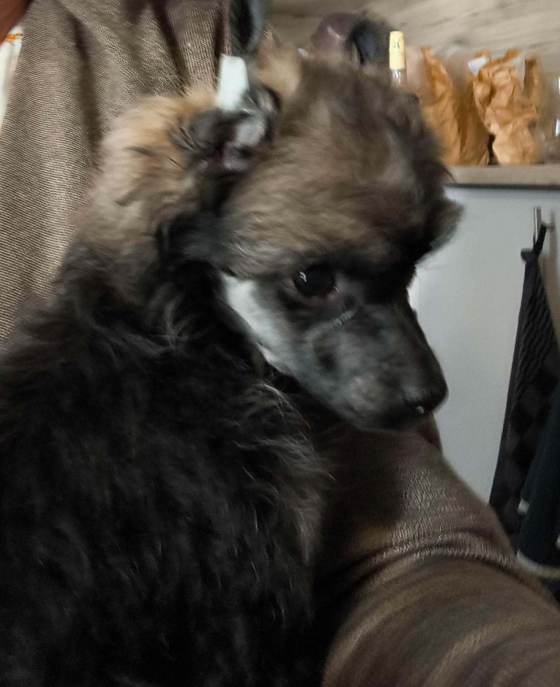 Du Chateau Bataille - Chiots disponibles - Chien chinois à crête