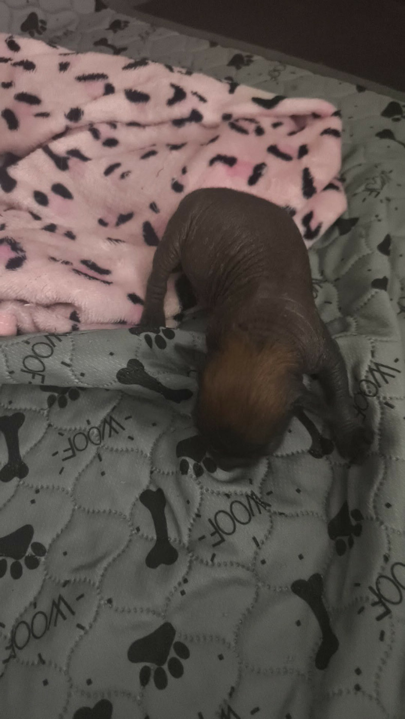 Chiot Chien chinois à crête Du Chateau Bataille