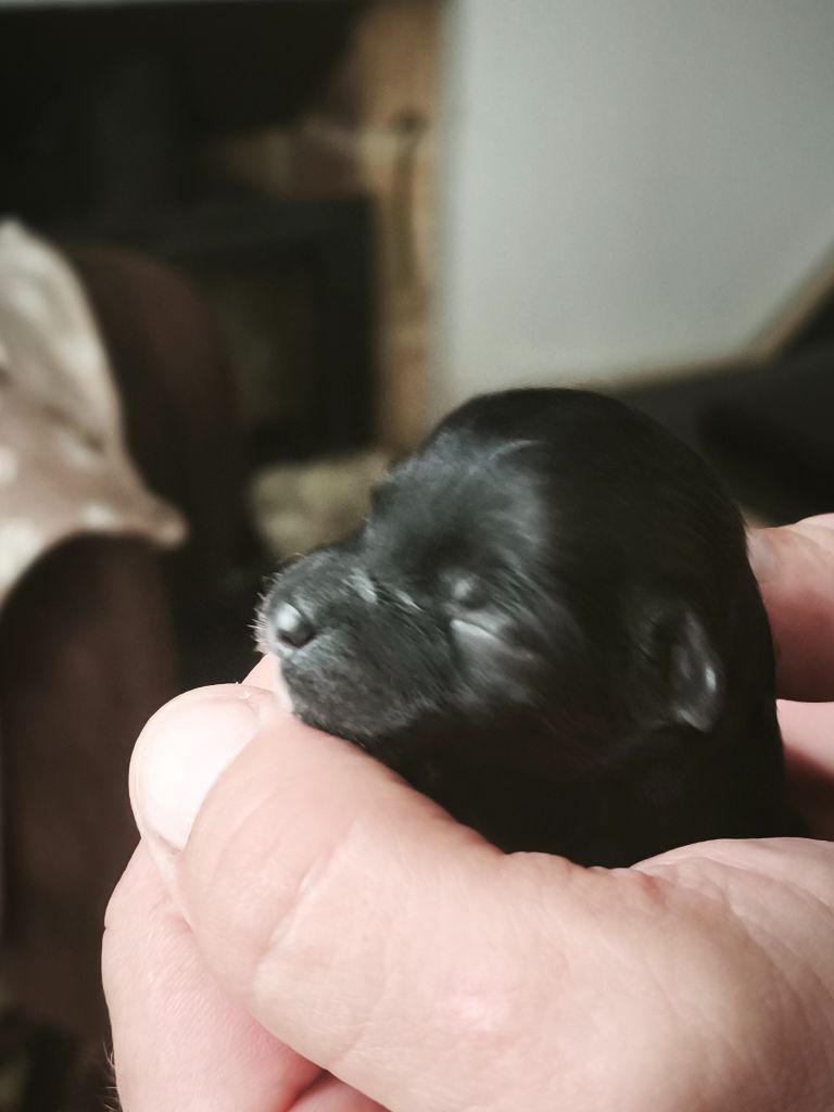 Du Chateau Bataille - Chiots disponibles - Chien chinois à crête