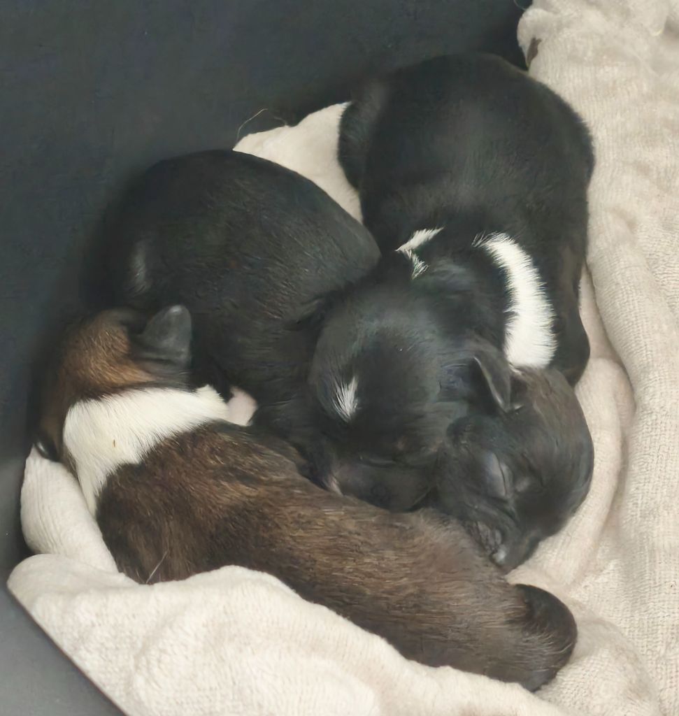 Du Chateau Bataille - Chien chinois à crête - Portée née le 05/10/2025