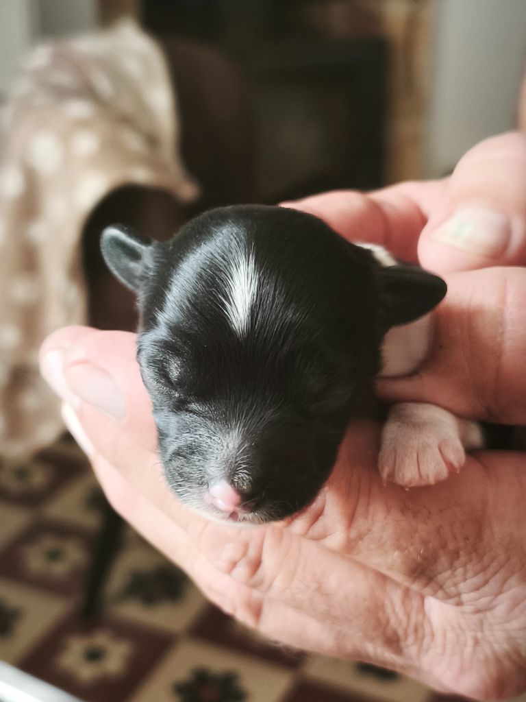 Du Chateau Bataille - Chiots disponibles - Chien chinois à crête